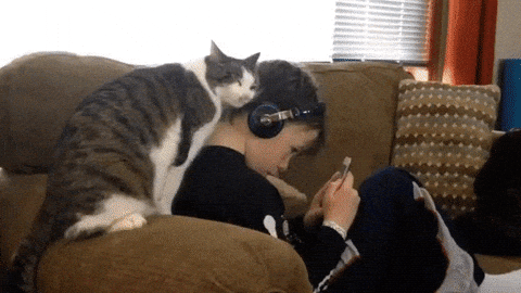 giphy-downsized-large.gif