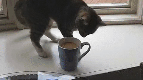 Coffee Cup best Gif