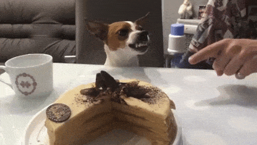 imagenes gif,imagenes graciosas, las mejores imagenes, imagenes graciosas, chistes, risas