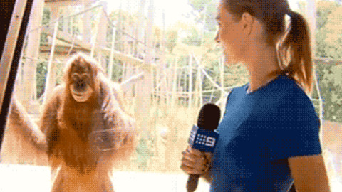 Chimp Interview
