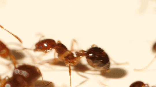 Fire Ants Summer GIF by PBS Digital Studios - Find & Share on GIPHY