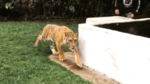 That tiger is so scared