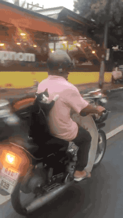 imagenes gif,imagenes graciosas, las mejores imagenes, imagenes graciosas, chistes, risas