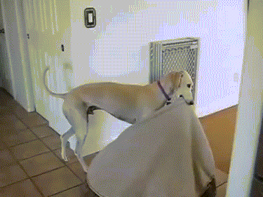 giphy embed