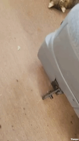 коты съели марихуану, коты съели рассаду марихуаны, коты наелись марихуаны