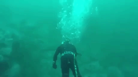 Just A Prank By Shark in funny gifs