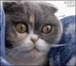 Look At Cats Eye in funny gifs