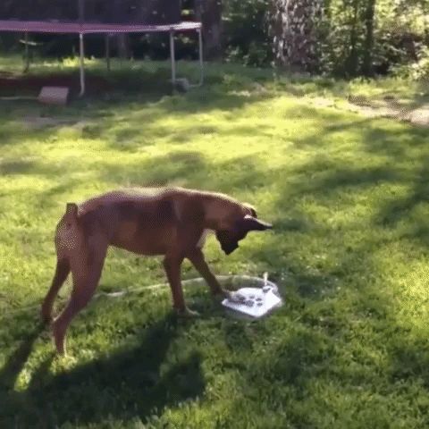 Dog Pet Water Fountain