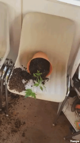 коты съели марихуану, коты съели рассаду марихуаны, коты наелись марихуаны