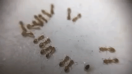 Time Lapse Of Ant Drinking Water in funny gifs