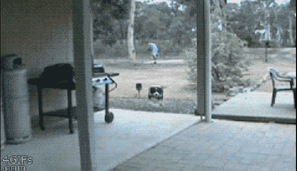 imagenes gif,imagenes graciosas, las mejores imagenes, imagenes graciosas, chistes, risas