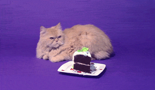 Birthday Bot cat birthday happy birthday unimpressed