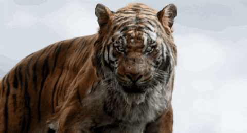The Jungle Book Gifs Find Amp Share On Giphy