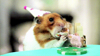 hamster eats cake