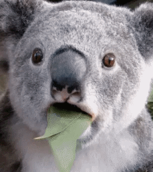 https://media.giphy.com/media/3o6nUYZopDow5NEiLC/giphy.gif