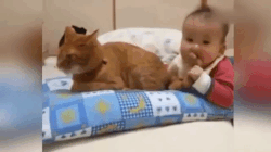 animais para crianças- bebê coloca rabo de gato na boca