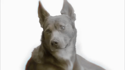 Season 3 Dog GIF by Portlandia