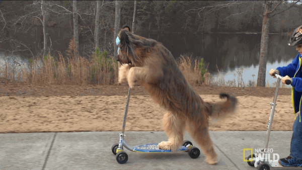 Dogs Scooter GIF by Nat Geo Wild  - Find & Share on GIPHY