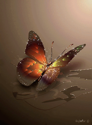  butterflycolors GIF