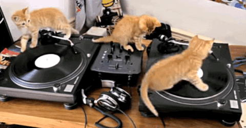 Three orange kittens climb around on a turntable. The right-most cat is spinning uncontrollably on a moving record.