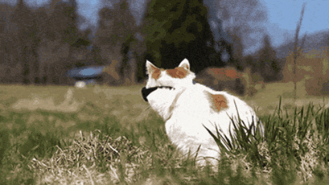CAT TOO COOL FOR SCHOOL GIF BY PRODUCT HUNT