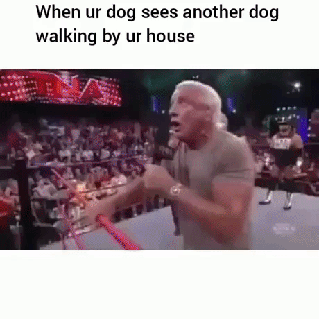 The Dog Fight in wwe gifs
