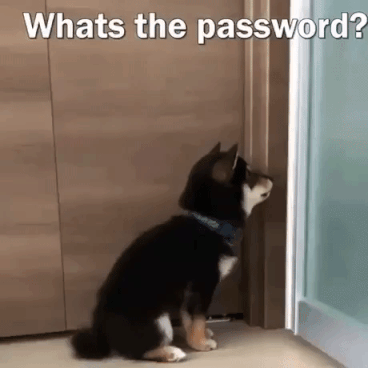 Only Dogs in animals gifs