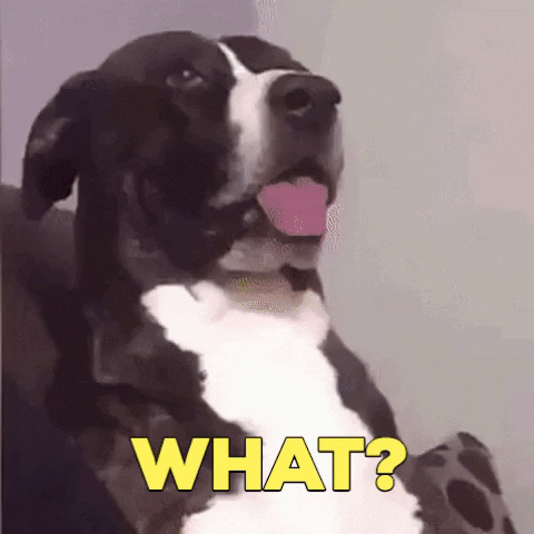 Dog What GIF by Nebraska Humane Society - Find & Share on GIPHY