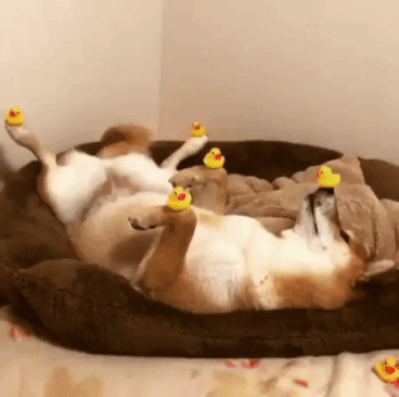 Concentration Of Dog in funny gifs