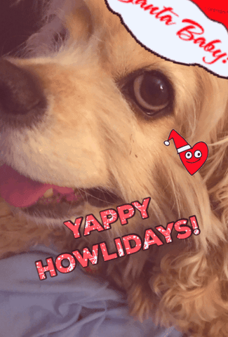 Dog Christmas GIF by bjorn - Find &amp; Share on GIPHY