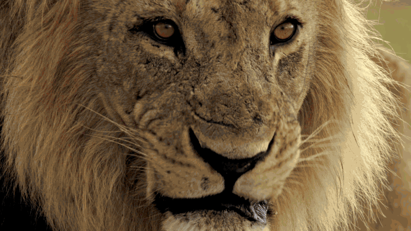 Image result for lion gif