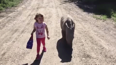 Let's Take Rhino For A Walk best Gif