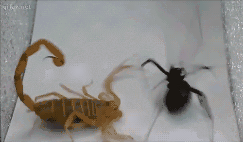 Scorpion Vs Spider in funny gifs