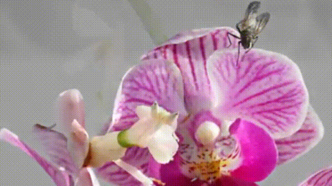 Carnivorous Plants best Gif