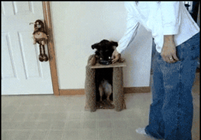 external_gif