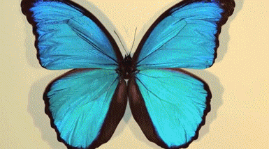 Resultado de imagen de mariposa gifs