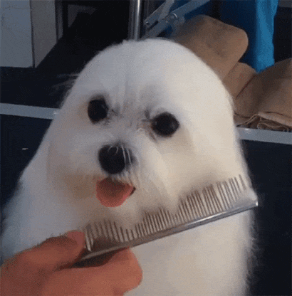 White Fluffy Puppy Hair Grooming Cute Funny