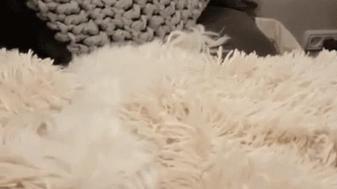 Wow Puffy Cute  best Gif