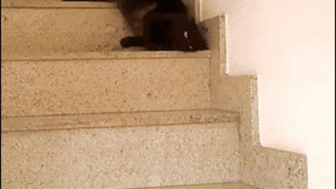  I'm not a cat funny Gif