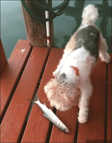 source.gif