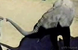 giphy.gif