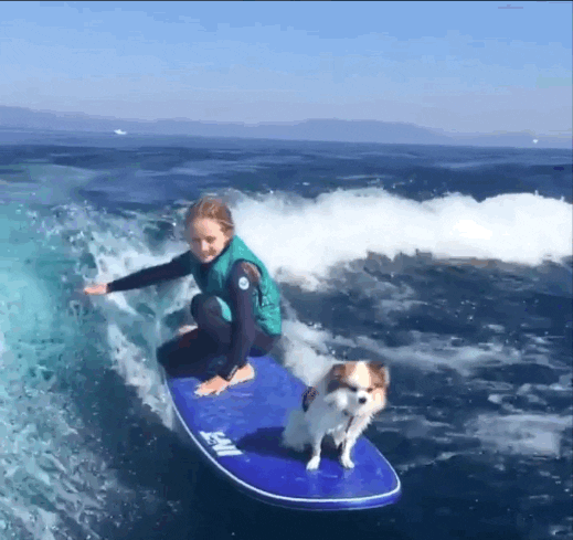 The BarkPost  water haha surfing dog gif
