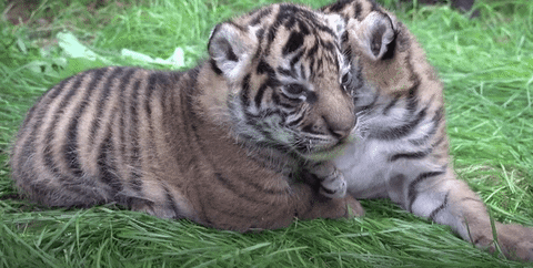 Cute Baby Tiger Cubs Playing - CUTEST Compilation 