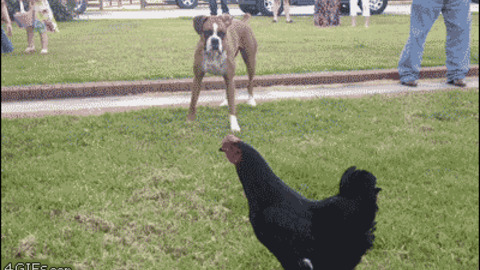 Angry Young Chicken funny Gif