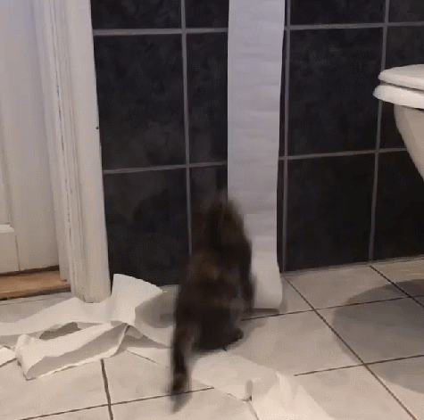 giphy.gif