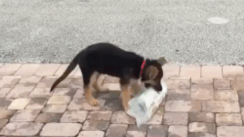 Paper Dog best Gif