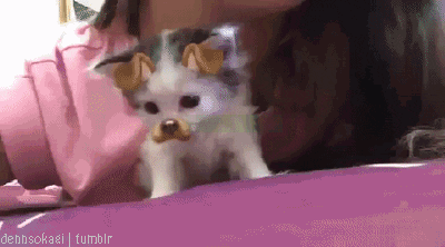 Kitten with Snapchat Dog Filter Cute Funny Smol
