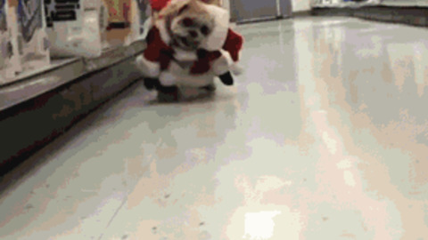 Santa Doggy best Gif