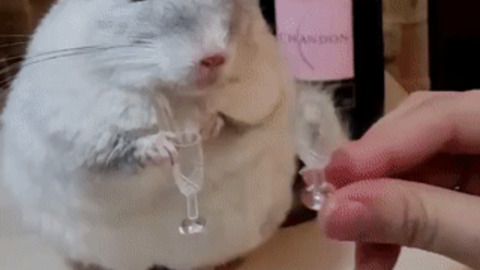 Cheers best Gif