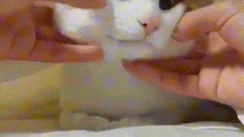 Fluffy Cheek best Gif